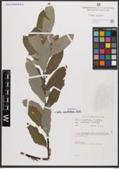 Foto von Salix cantabrica Rech. f.